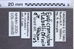 Etikette zu Eudicronychus flabellicornis (NHMW-ZOO-COL-0008502)